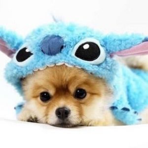 Meet your Posher, Lily